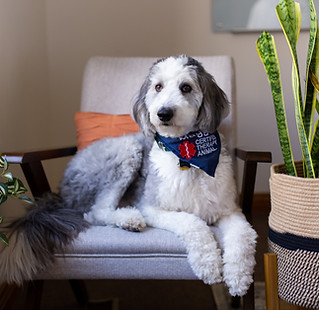 Maggie Therapy Dog Xenia Counseling