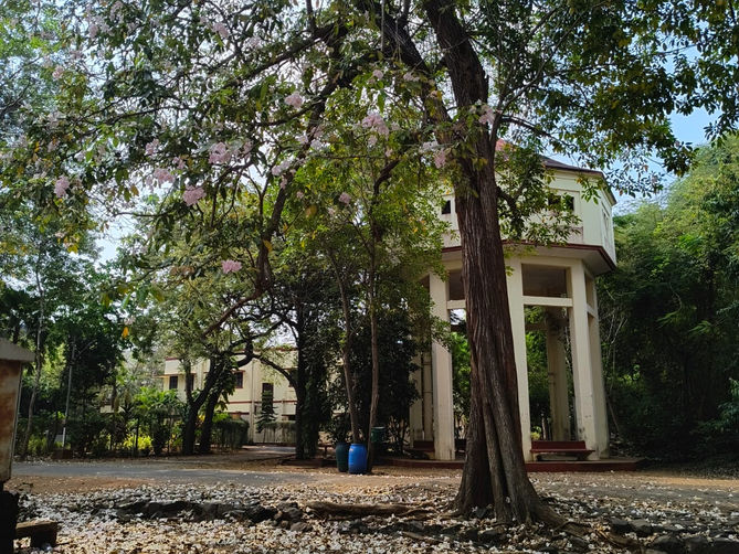 In Praise of Silence: Nature's Gentle Work Culture