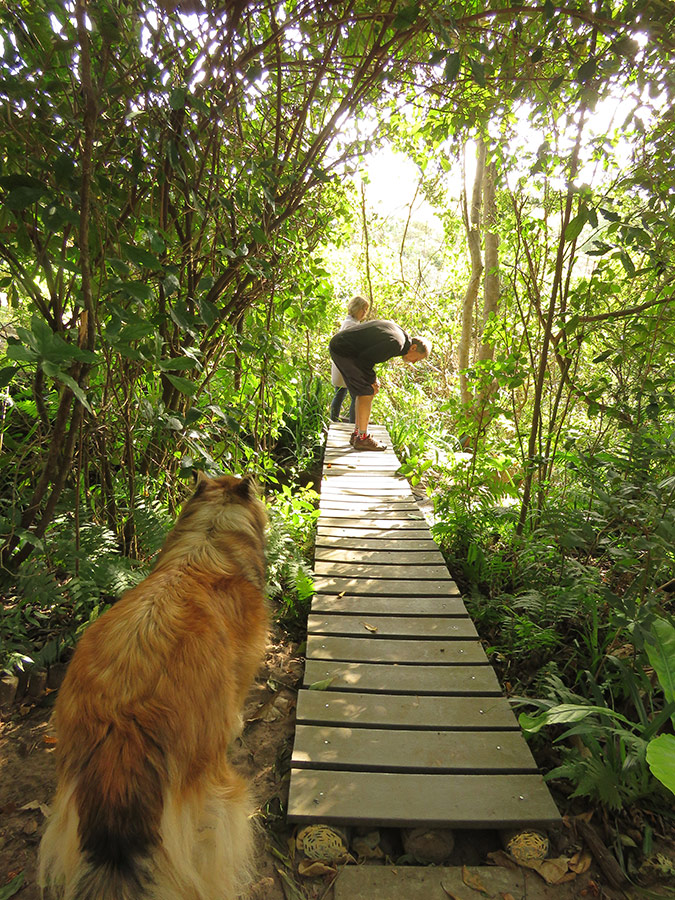 Raised Wooden Path