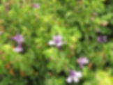 Dyschoriste thunbergiiflora