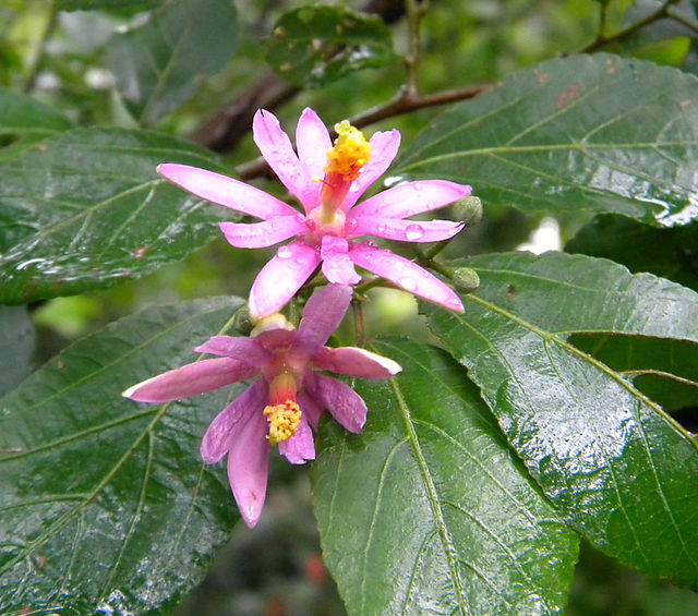 Grewia occidentalis