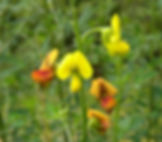 Crotalaria natalitia