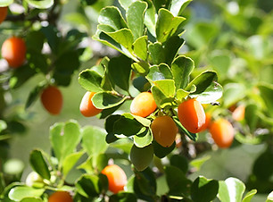 Dovyalis zeyheri