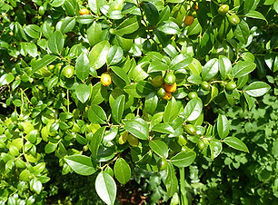 Cassinopsis illicifolia