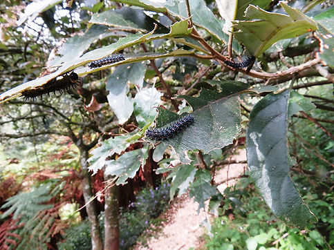 Kiggelaria africana