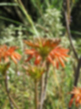 Thicket Eastern Cape