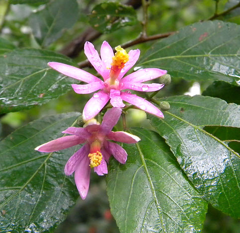 Grewia occidentalis