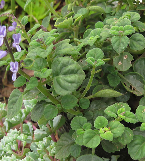 Plectranthus ernstii