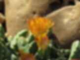Desert