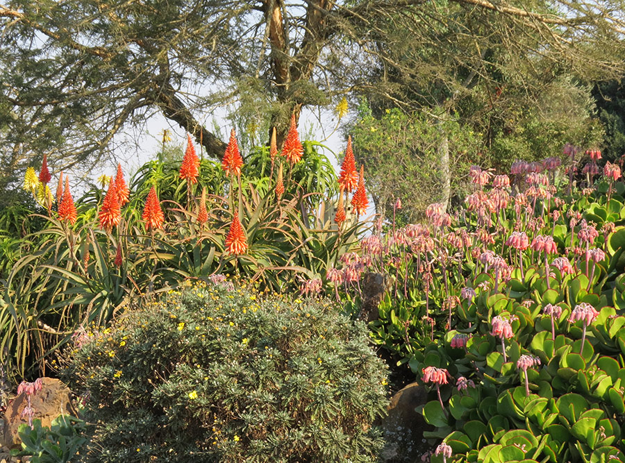 Shrub combo for hot, dry areas