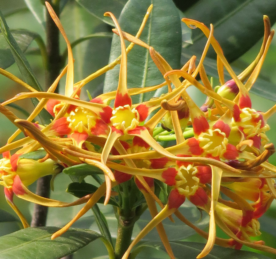 Strophanthus speciosus