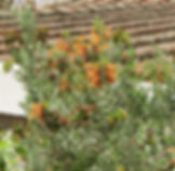 Salvia africana-lutea