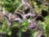 Salvia triangularis