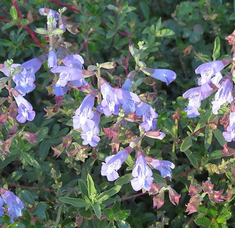 Salvia muirii
