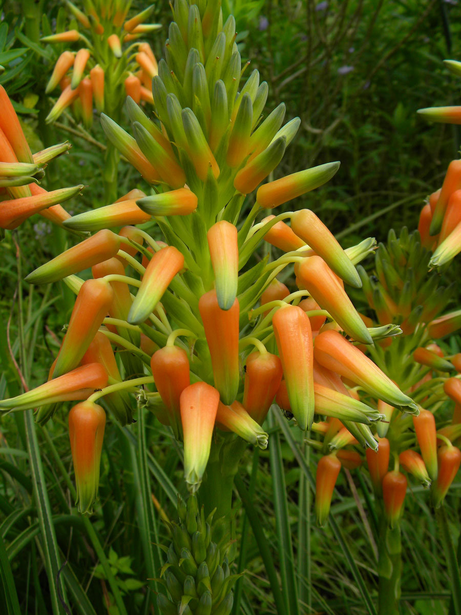 Aloe cooperi