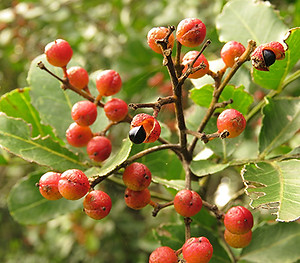 Zanthoxylum capense fruit
