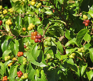Grewia occidentalis fruit