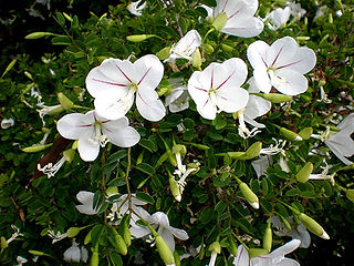 Bauhinia natalensis