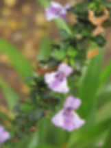 Dyschoriste rogersii
