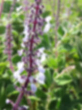 Plectranthus hadiensis 