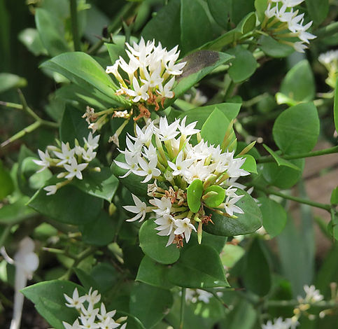Carissa bispinosa