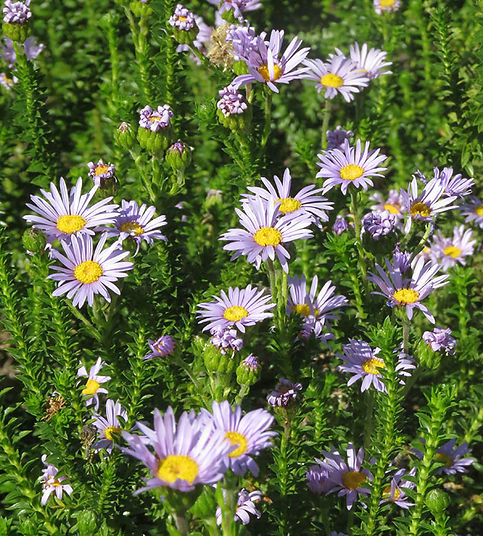 Felicia echinata