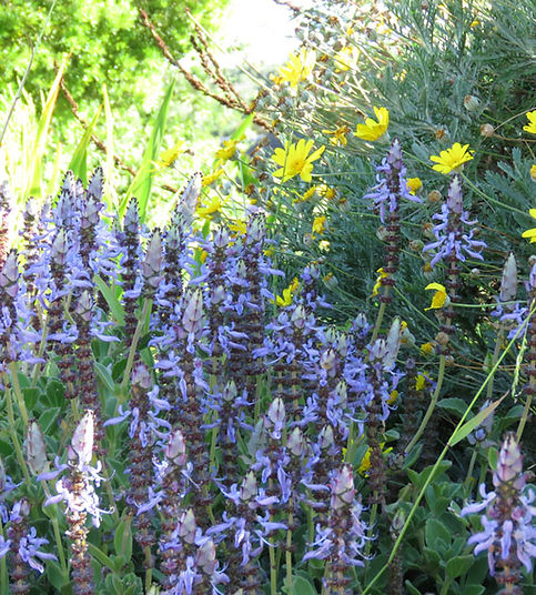 Plectranthus neochilus