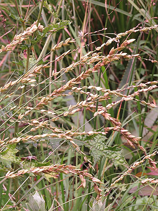 Eragrostis capensis