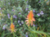 Shrub Combinations