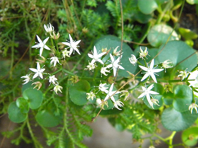 Crassula spathulata
