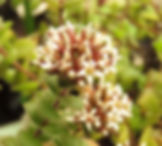 Crassula obovata var obovata