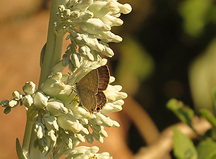 Leptote sp. on Kalanchoe thyrsiflora