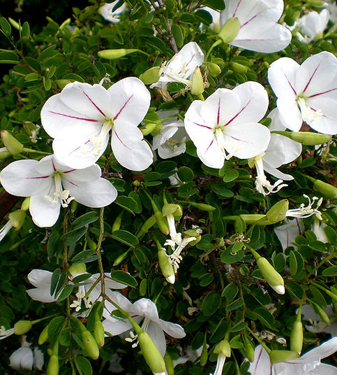 Bauhinia natalensis