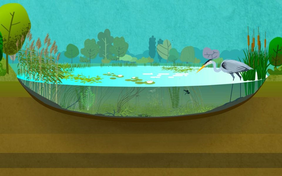 Exploring the importance of ponds
