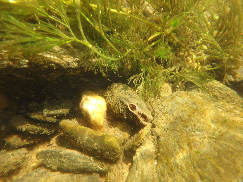 bivalve no rio, junto a ervas