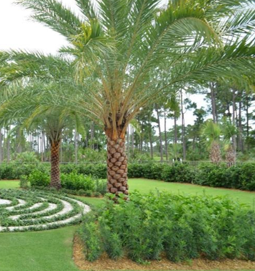 A Tamareira silvestre 'robusta' ou Tamareira de prata 'robusta' (Phoenix Sylvestris 'robusta') é uma palmeira originária do norte da Índia, e seu porte fica entre 10 a 15 metros de altura.


Popularmente chamada de Tamareira prateada ou Tamareira robusta , sua copa possui folhas plumosas prateadas e seu tronco é grosso com lindas escamas marrons, é a Tamareira que cresce mais rápido e tolera todos os tipos de clima, do litoral às montanhas do Brasil.

Ainda pouco difundida no país por ser uma novidade, vem ganhando espaço e cada vez mais está presente nos jardins de norte a sul.