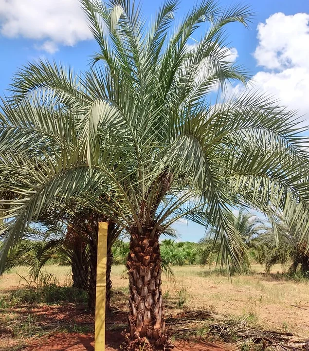 J Pompeo Botânica Ornamental | Jardinagem e paisagismo | tem um catálogo completo com as espécies mais exóticas e nativas das floras brasileira ou internacional!   Flamboyant, Tamareiras, Oliveiras, Jabuticabeiras, Palmeiras, Araceas, Árvores, Bambus.  A J.Pompeo nasceu em 1974 com o Sr. José Pompeo, que fundou a Flora Tropical na cidade de Limeira/SP.   Contamos com cerca de 40 hectares de área de produção e desenvolvimento, estabelecidas nos estados de São Paulo e Bahia.