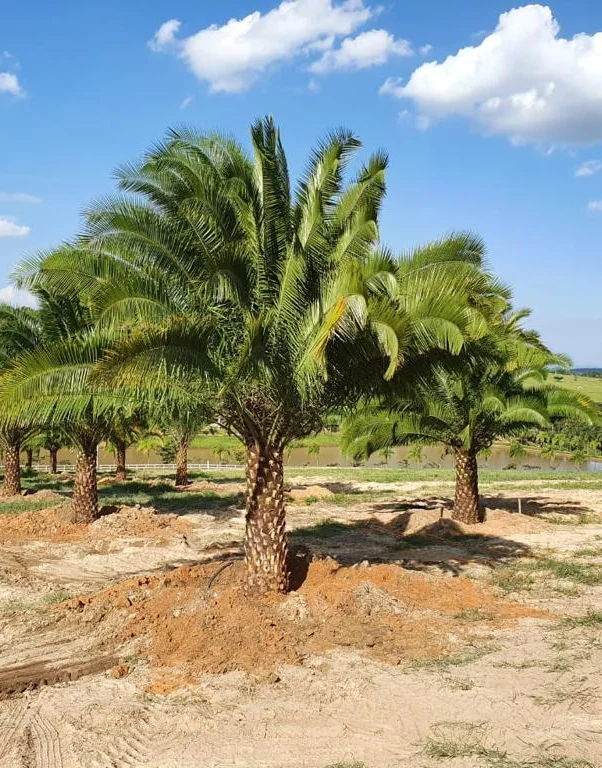 J Pompeo Botânica Ornamental | Jardinagem e paisagismo | tem um catálogo completo com as espécies mais exóticas e nativas das floras brasileira ou internacional!   Flamboyant, Tamareiras, Oliveiras, Jabuticabeiras, Palmeiras, Araceas, Árvores, Bambus.  A J.Pompeo nasceu em 1974 com o Sr. José Pompeo, que fundou a Flora Tropical na cidade de Limeira/SP.   Contamos com cerca de 40 hectares de área de produção e desenvolvimento, estabelecidas nos estados de São Paulo e Bahia.