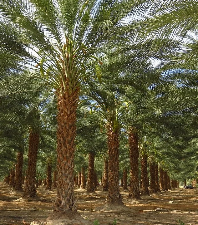 J Pompeo Botânica Ornamental | Jardinagem e paisagismo | tem um catálogo completo com as espécies mais exóticas e nativas das floras brasileira ou internacional!   Flamboyant, Tamareiras, Oliveiras, Jabuticabeiras, Palmeiras, Araceas, Árvores, Bambus.  A J.Pompeo nasceu em 1974 com o Sr. José Pompeo, que fundou a Flora Tropical na cidade de Limeira/SP.   Contamos com cerca de 40 hectares de área de produção e desenvolvimento, estabelecidas nos estados de São Paulo e Bahia.