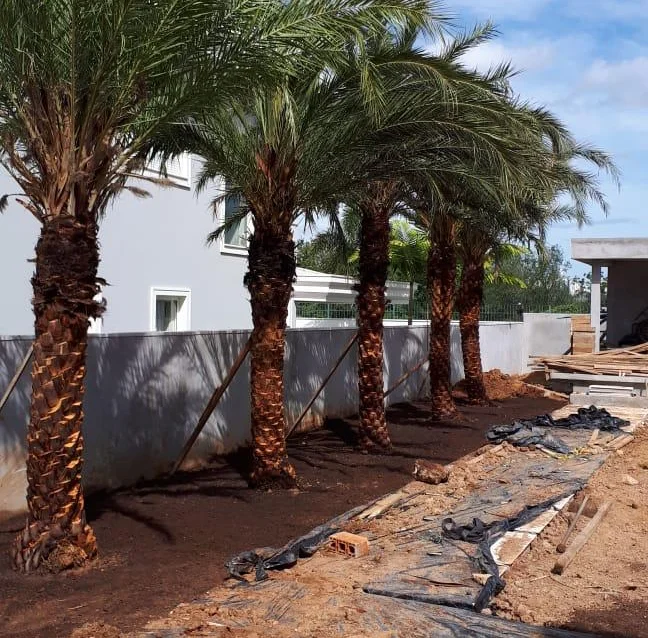 J Pompeo Botânica Ornamental | Jardinagem e paisagismo | tem um catálogo completo com as espécies mais exóticas e nativas das floras brasileira ou internacional!   Flamboyant, Tamareiras, Oliveiras, Jabuticabeiras, Palmeiras, Araceas, Árvores, Bambus.  A J.Pompeo nasceu em 1974 com o Sr. José Pompeo, que fundou a Flora Tropical na cidade de Limeira/SP.   Contamos com cerca de 40 hectares de área de produção e desenvolvimento, estabelecidas nos estados de São Paulo e Bahia.