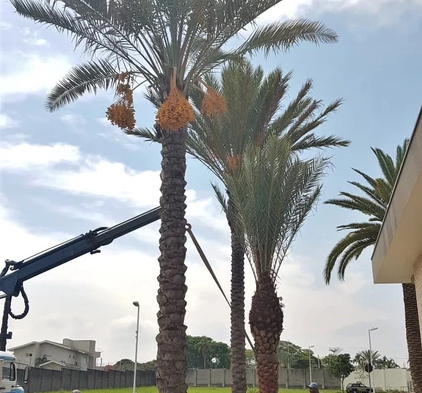 A Tamareira dactylifera 'medjool' (Phoenix dactylifera 'medjool'), originária do Oriente Médio e Norte da África, se assemelha a Tamareira comum, porém seu frutos são bem maiores e é uma das principais variedades usadas nos cultivos comerciais de Tâmaras.
Destaca-se também pelo tronco mais robusto com escamas bem destacadas e por suas folhas duras e azuladas formando uma incrível copa cheia e arredondada. É a Tamareira mais ornamental de todas.