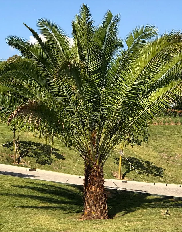 J Pompeo Botânica Ornamental | Jardinagem e paisagismo | tem um catálogo completo com as espécies mais exóticas e nativas das floras brasileira ou internacional!   Flamboyant, Tamareiras, Oliveiras, Jabuticabeiras, Palmeiras, Araceas, Árvores, Bambus.  A J.Pompeo nasceu em 1974 com o Sr. José Pompeo, que fundou a Flora Tropical na cidade de Limeira/SP.   Contamos com cerca de 40 hectares de área de produção e desenvolvimento, estabelecidas nos estados de São Paulo e Bahia.