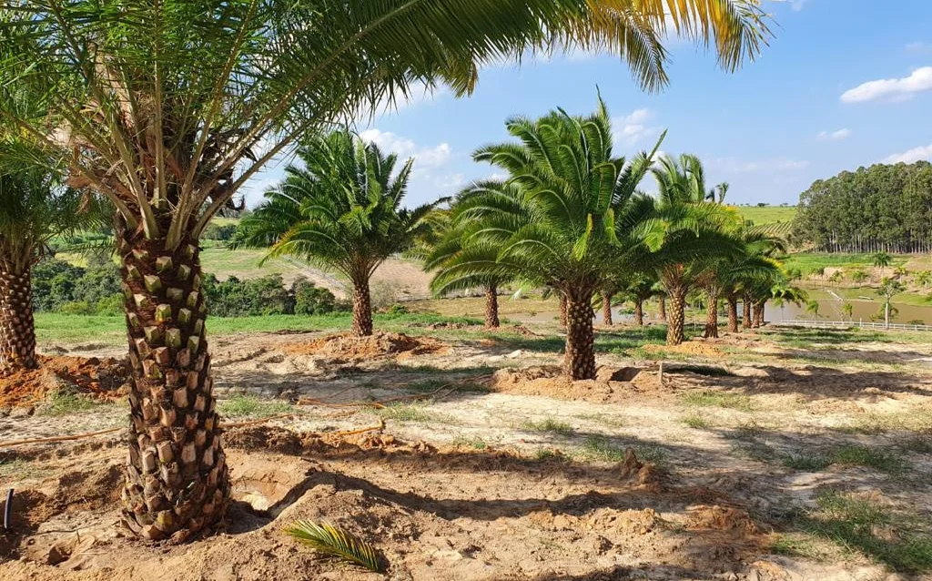 J Pompeo Botânica Ornamental | Jardinagem e paisagismo | tem um catálogo completo com as espécies mais exóticas e nativas das floras brasileira ou internacional!   Flamboyant, Tamareiras, Oliveiras, Jabuticabeiras, Palmeiras, Araceas, Árvores, Bambus.  A J.Pompeo nasceu em 1974 com o Sr. José Pompeo, que fundou a Flora Tropical na cidade de Limeira/SP.   Contamos com cerca de 40 hectares de área de produção e desenvolvimento, estabelecidas nos estados de São Paulo e Bahia.