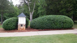 pruned shrubs after.jpg