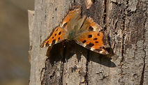 grande tortue nymphalis polychloros Corinne Lar Berth.JPG