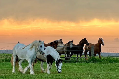 Horses.jpg