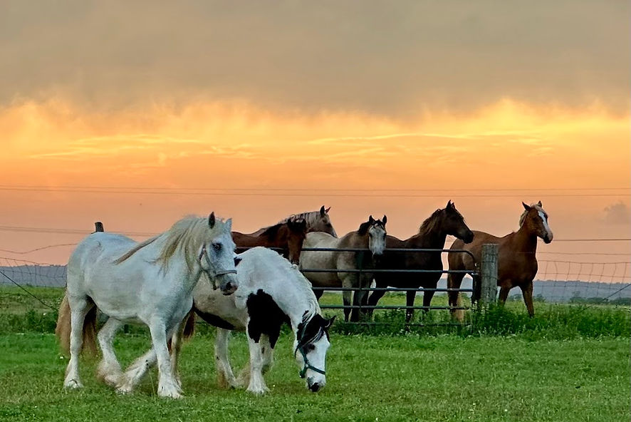 Horses.jpg