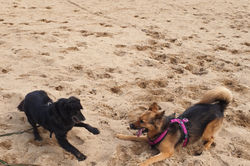 Karlos spielt mit Polly