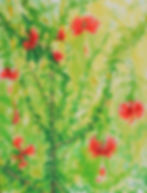 Hibiscus Schizopetalus