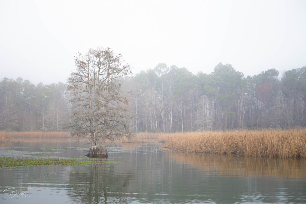 Lake Moultrie-11